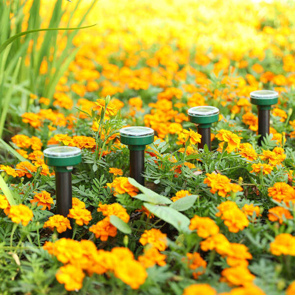 1+1 GRATIS | EcoRay – Schluss mit Schädlingen dank Sonnenkraft