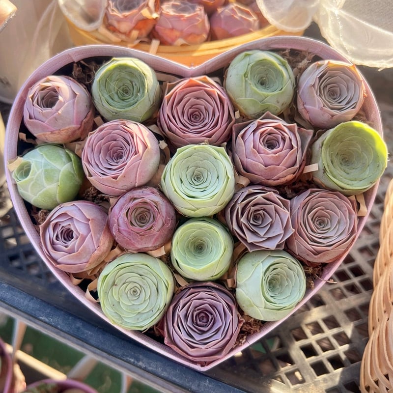 RoseVale™ Sukkulenten-Samen – Atemberaubendes Rosenförmiges Grün, Das Vernachlässigung Gut Verträgt