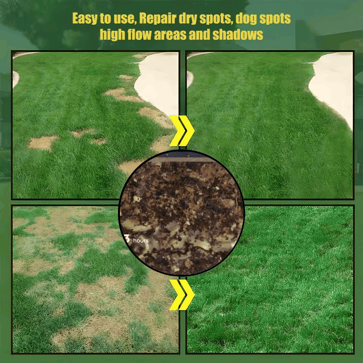 Rasensamen | 5000 Samen | Evergreen Dwarf | Ganzjährig Grün & Pflegeleicht