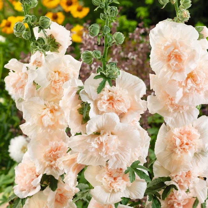 Stockrosensamen mit gefüllten Blüten – Alcea rosea 100 Samen