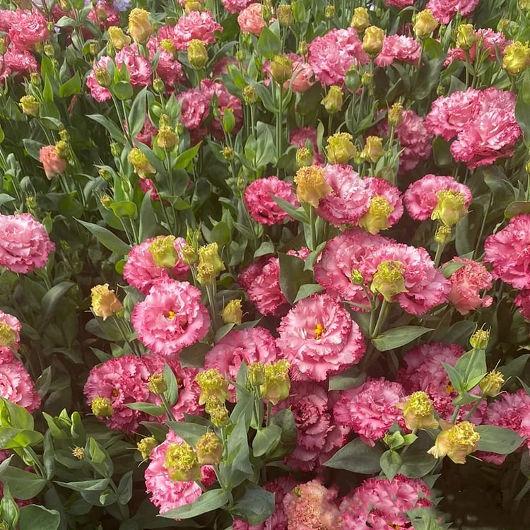Eustoma Thornless Rose Samen | Dornenfreie Eleganz | Langanhaltende Blütezeit | Pflegeleicht & Farbenfroh