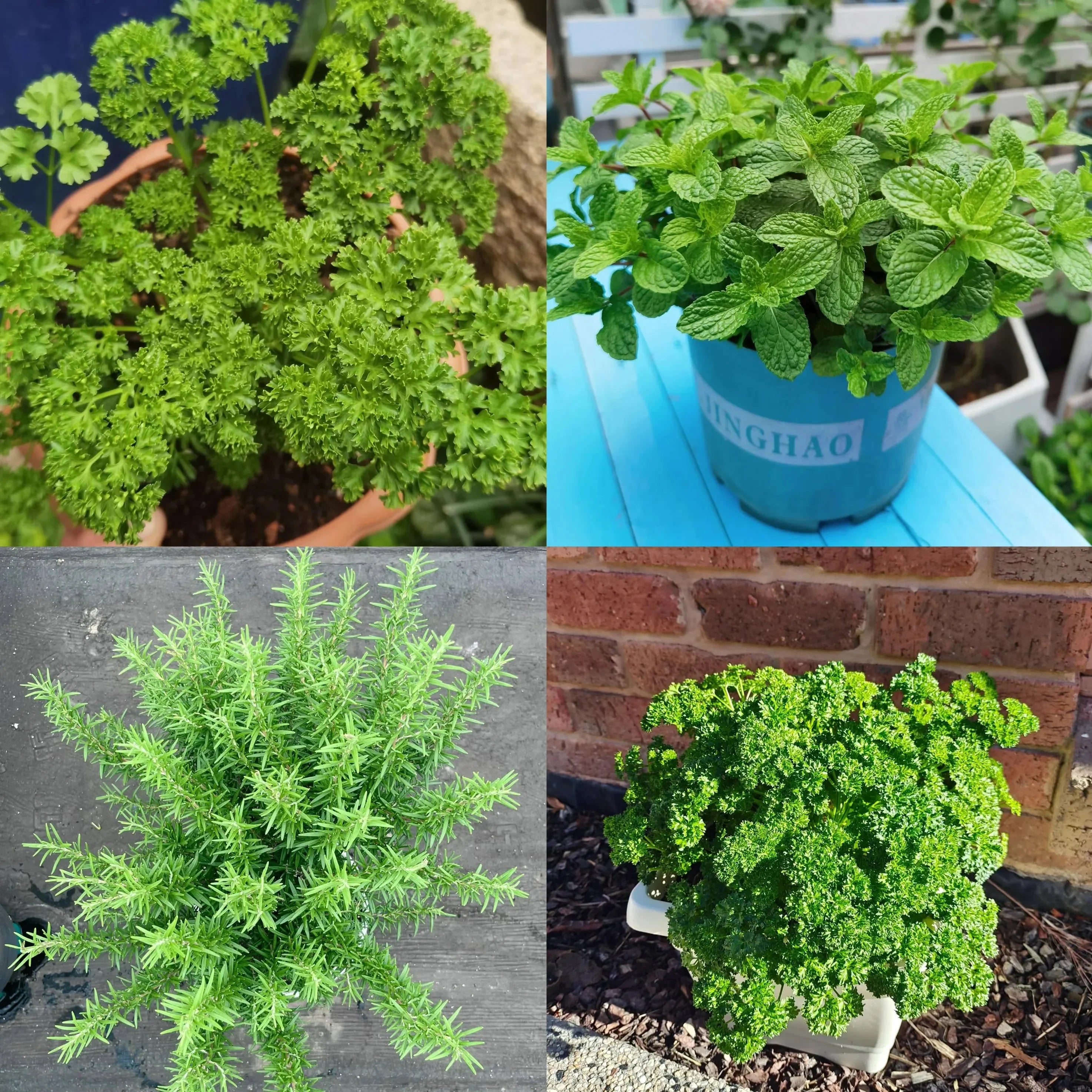 Umweltfreundlicher Pflanzbarer Saatkalender 2025 – Ganzjährig Wachsen