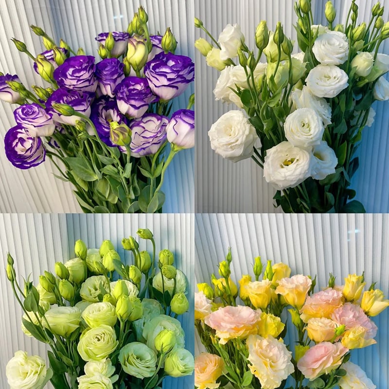 BlossomVelvet Blumensamen | Dornenfrei | Pflegeleicht & Farbenprächtig | 50% Rabatt