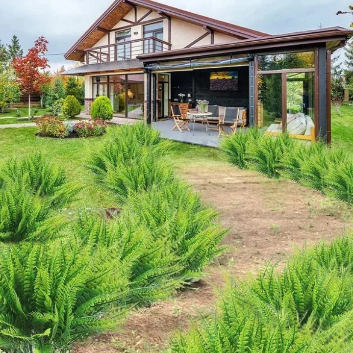 EverFoliage™ – Immergrüner Boston-Farn für ein natürliches Ambiente!