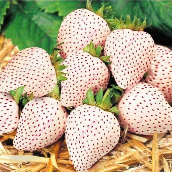 RadiBerry™ — Wachsen Sie für immer frische Erdbeeren, die täglich nähren und erfreuen