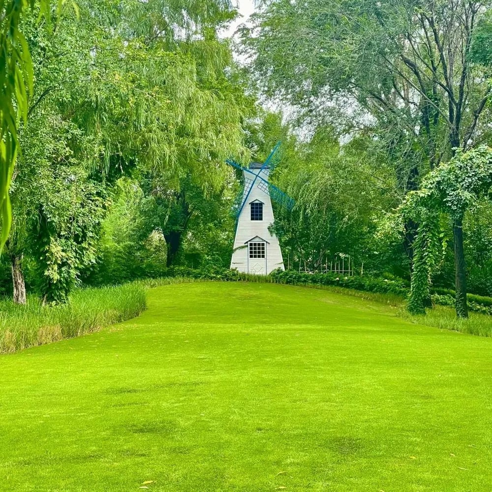 Rasensamen | 5000 Samen | Evergreen Dwarf | Ganzjährig Grün & Pflegeleicht