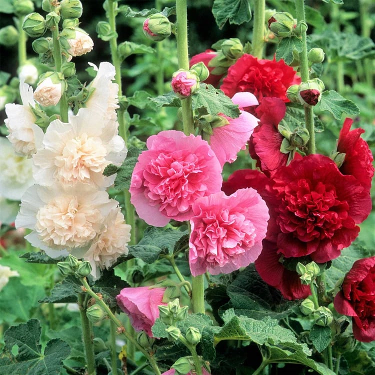 Stockrosensamen mit gefüllten Blüten – Alcea rosea 100 Samen