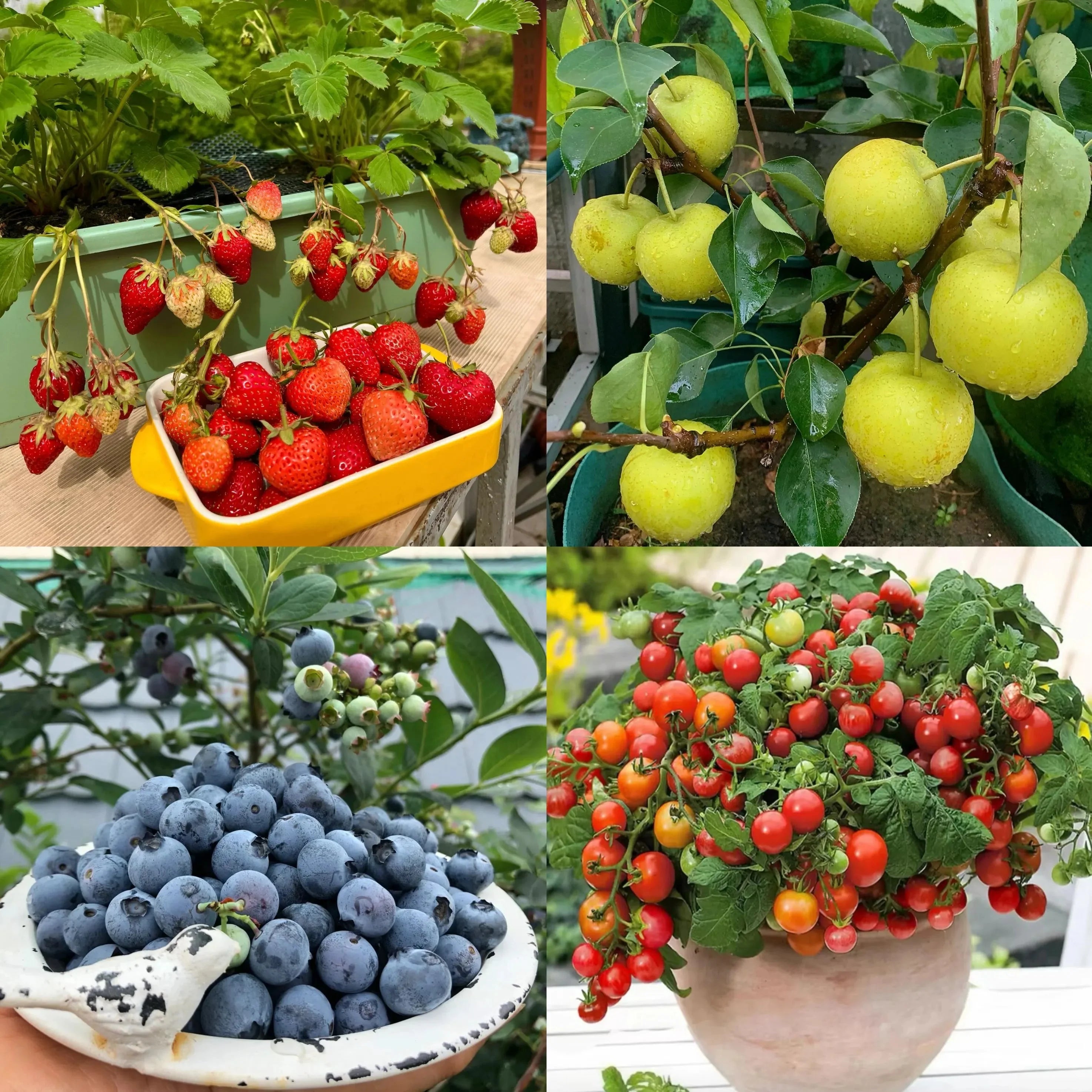 Umweltfreundlicher Pflanzbarer Saatkalender 2025 – Ganzjährig Wachsen