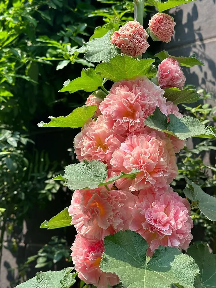 Stockrosensamen mit gefüllten Blüten – Alcea rosea 100 Samen