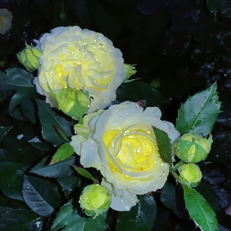 CrimsonDawn™ Rosensamen – Bringen Sie endlose Farben und dornenfreie Schönheit in Ihren Garten