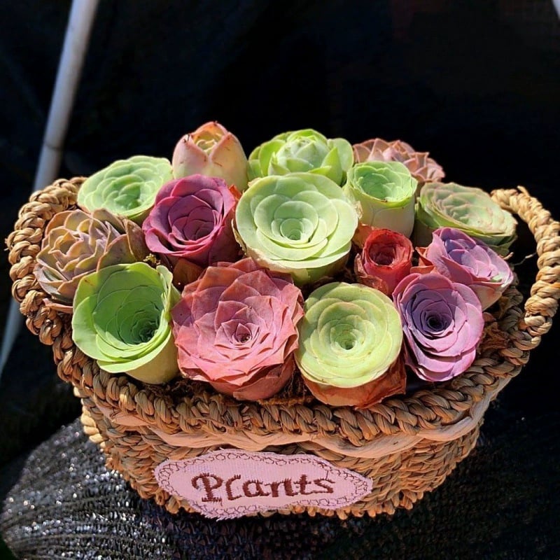 RoseVale™ Sukkulenten-Samen – Atemberaubendes Rosenförmiges Grün, Das Vernachlässigung Gut Verträgt