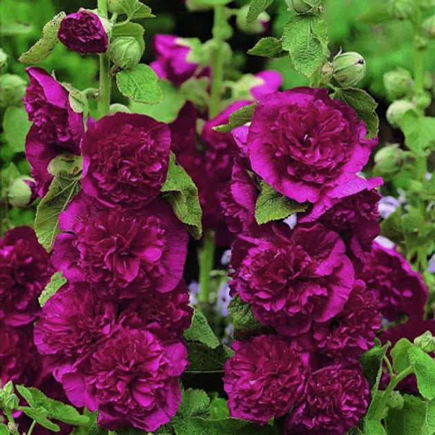 Stockrosensamen mit gefüllten Blüten – Alcea rosea 100 Samen