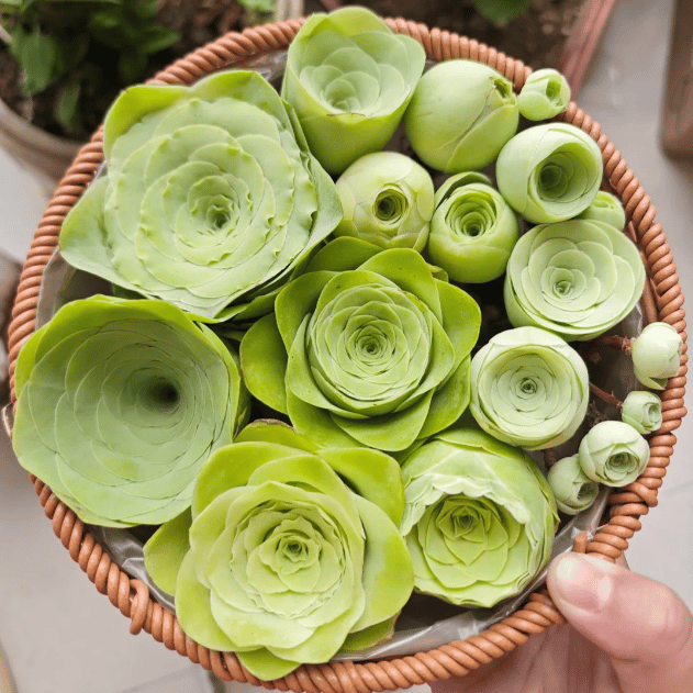 RoseVale™ Sukkulenten-Samen – Atemberaubendes Rosenförmiges Grün, Das Vernachlässigung Gut Verträgt