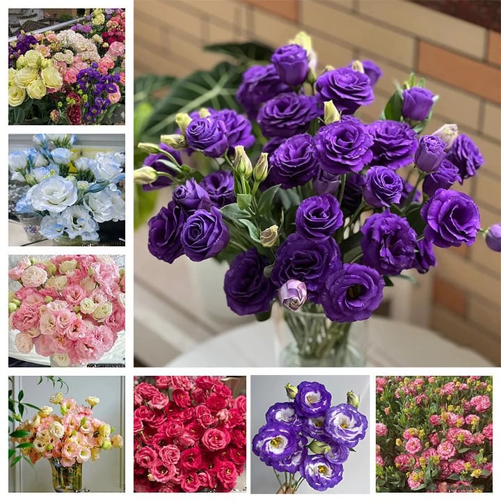 Eustoma Thornless Rose Samen | Dornenfreie Eleganz | Langanhaltende Blütezeit | Pflegeleicht & Farbenfroh
