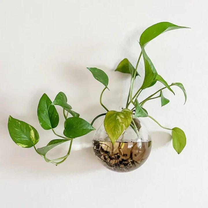1+1 Gratis | Elegante Glas-Wandvase – Minimalistischer Pflanzenhalter