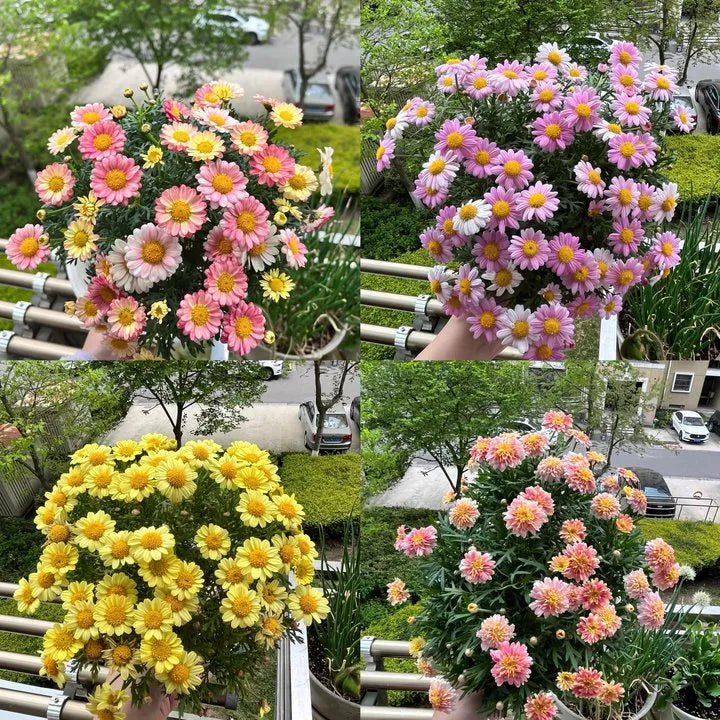 Umweltfreundlicher Pflanzbarer Saatkalender 2025 – Ganzjährig Wachsen