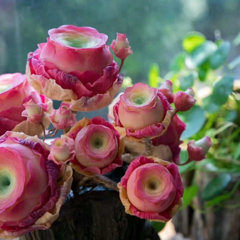 RoseVale™ Sukkulenten-Samen – Atemberaubendes Rosenförmiges Grün, Das Vernachlässigung Gut Verträgt