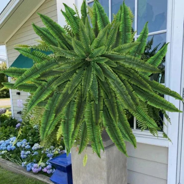 EverFoliage™ – Immergrüner Boston-Farn für ein natürliches Ambiente!