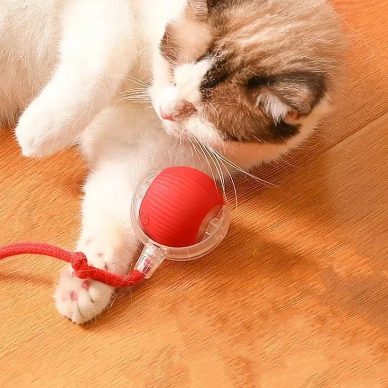 KatzenPower | 1+1 GRATIS