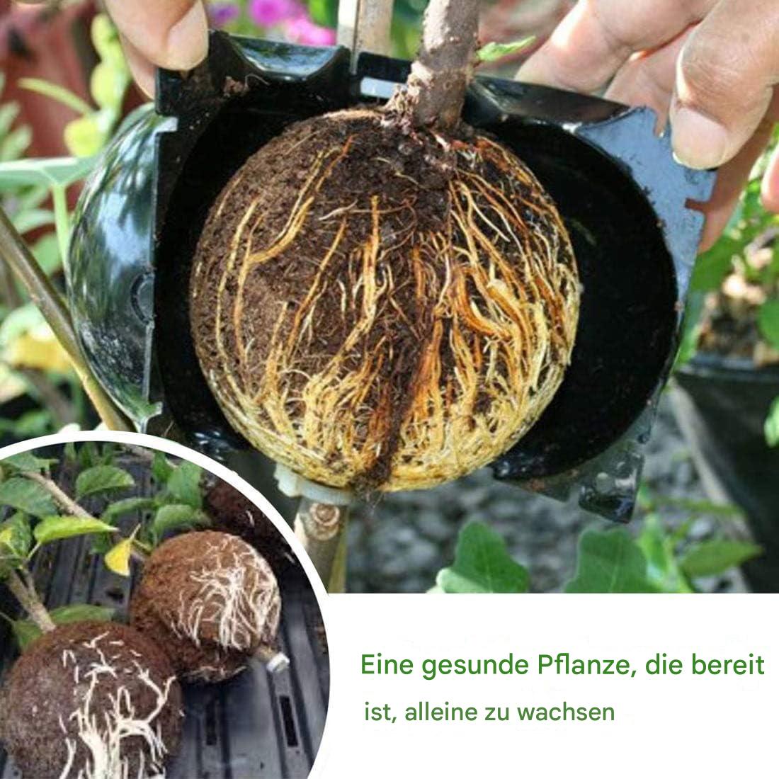 5+5 Gratis | RootPro™ Bietet einen nachhaltigen Ansatz zur erfolgreichen Pflanzenvermehrung, fördert das Wachstum und reduziert effektiv Abfall