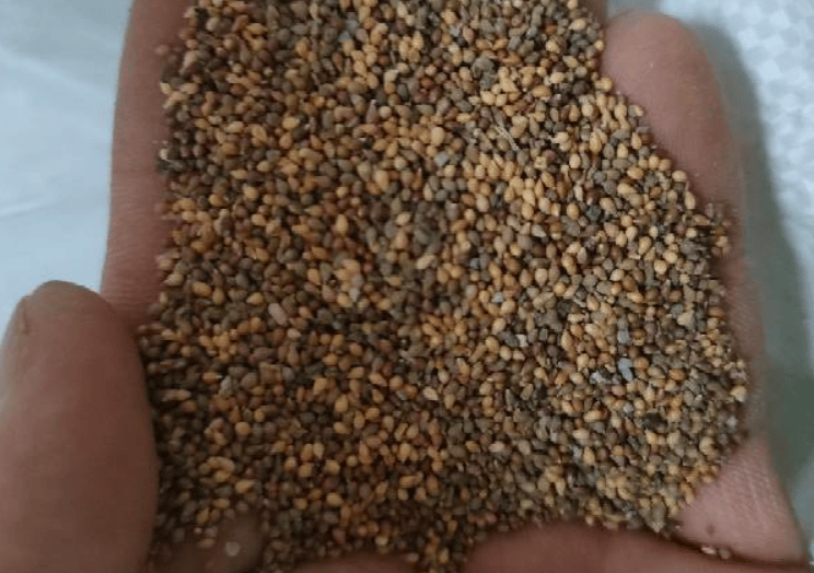 RoseVale™ Sukkulenten-Samen – Atemberaubendes Rosenförmiges Grün, Das Vernachlässigung Gut Verträgt