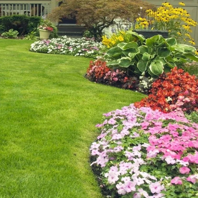 Rasensamen | 5000 Samen | Evergreen Dwarf | Ganzjährig Grün & Pflegeleicht