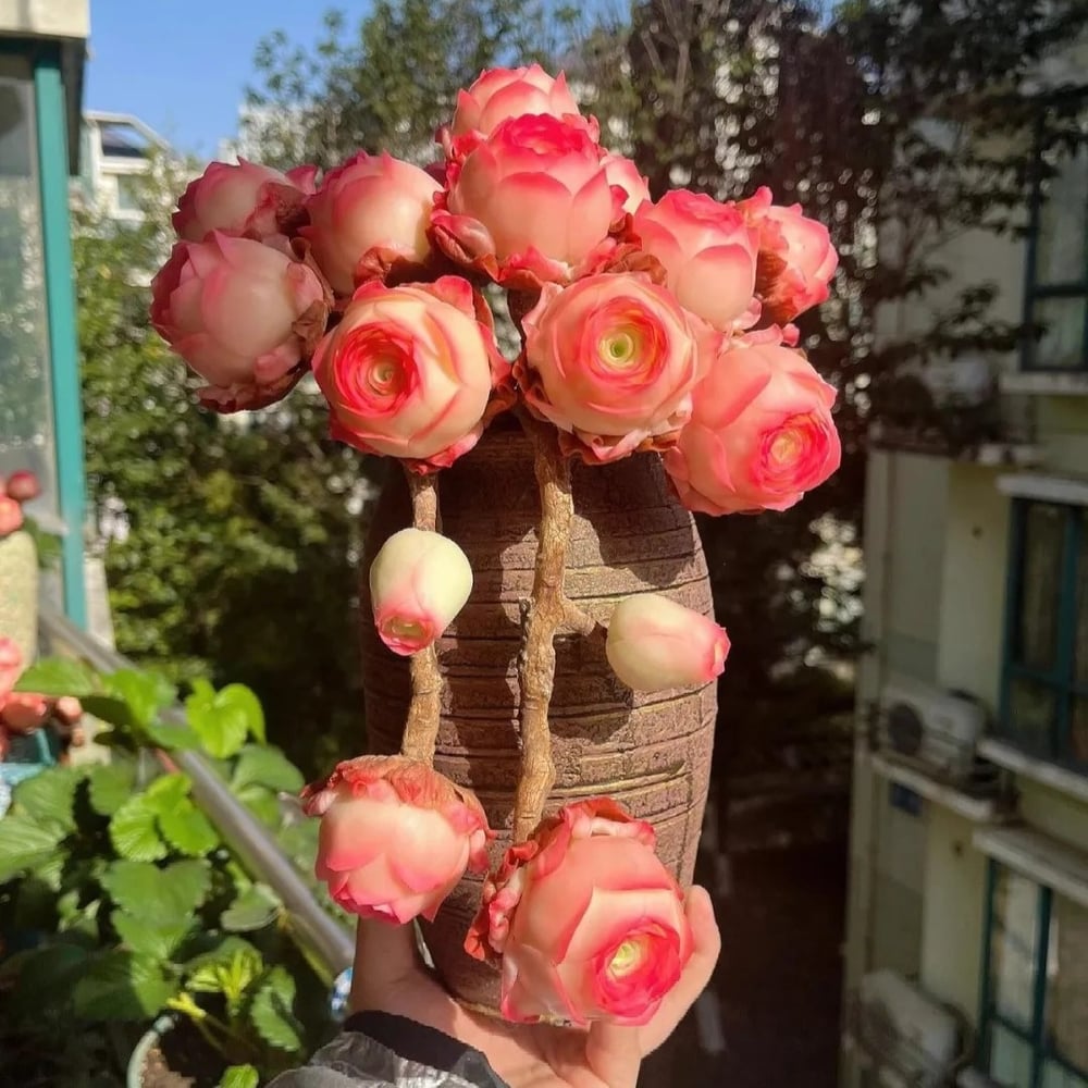 RoseVale™ Sukkulenten-Samen – Atemberaubendes Rosenförmiges Grün, Das Vernachlässigung Gut Verträgt