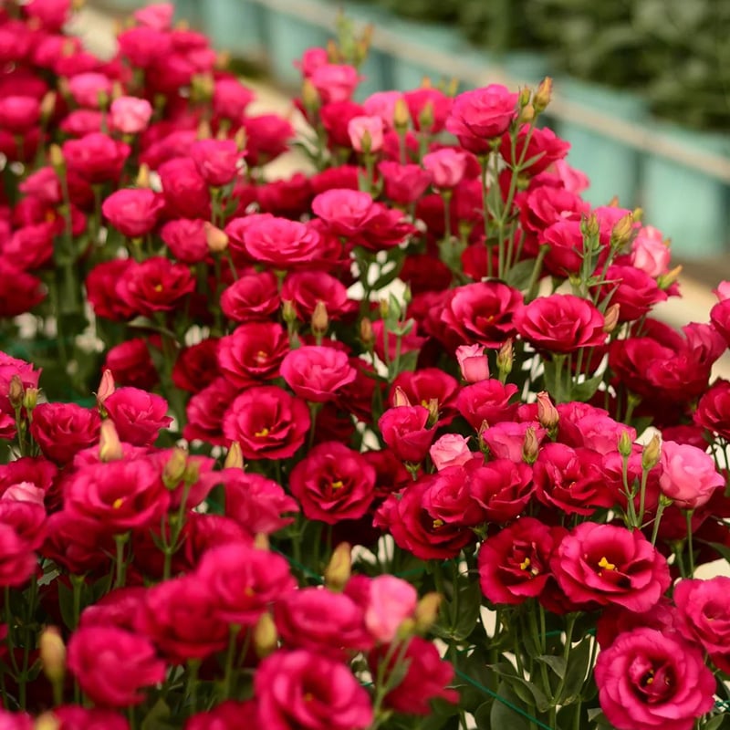 CrimsonDawn™ Rosensamen – Bringen Sie endlose Farben und dornenfreie Schönheit in Ihren Garten