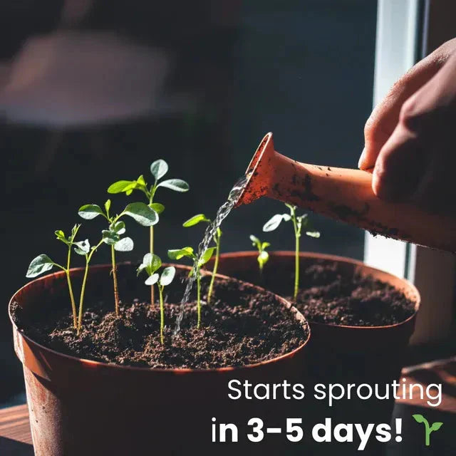 Umweltfreundlicher Pflanzbarer Saatkalender 2025 – Ganzjährig Wachsen