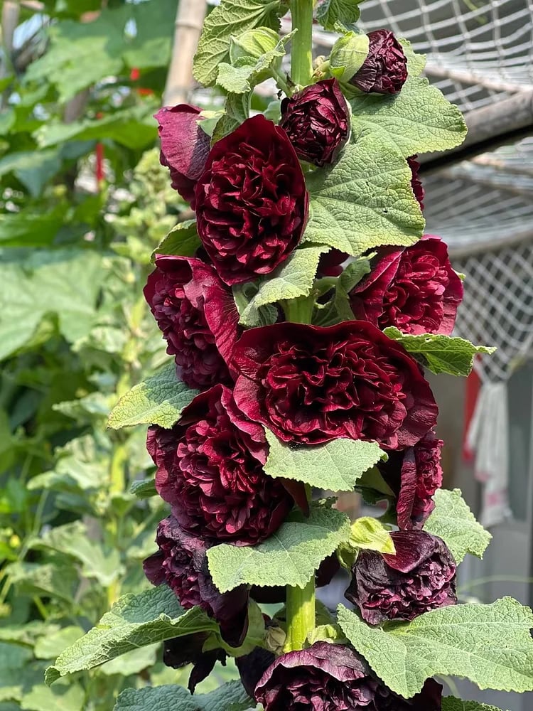 Stockrosensamen mit gefüllten Blüten – Alcea rosea 100 Samen