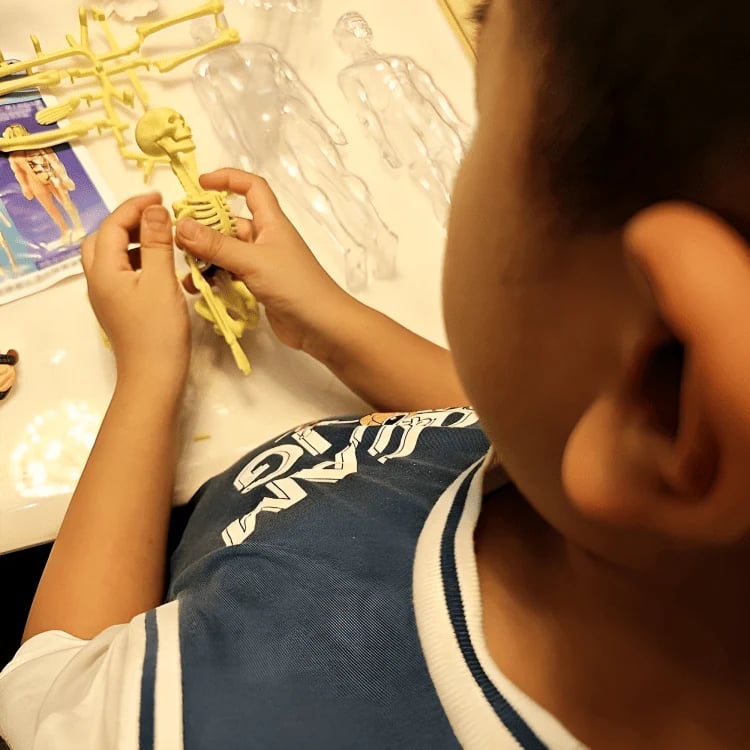 AnaVista™ – Entdecken Sie die Geheimnisse des menschlichen Körpers mit praktischer, verblüffender Klarheit