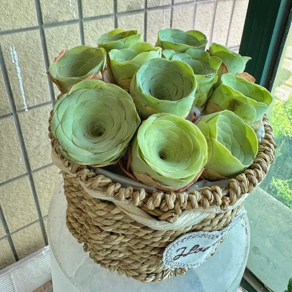 RoseVale™ Sukkulenten-Samen – Atemberaubendes Rosenförmiges Grün, Das Vernachlässigung Gut Verträgt