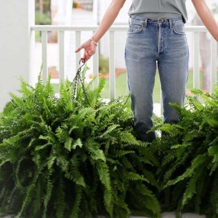 EverFoliage™ – Immergrüner Boston-Farn für ein natürliches Ambiente!