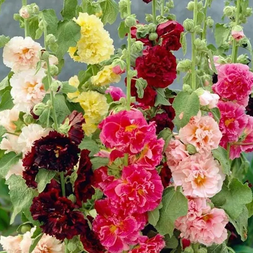 Stockrosensamen mit gefüllten Blüten – Alcea rosea 100 Samen