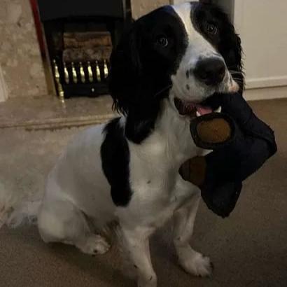 BearTough™ – Unzerstörbarer Spaß für einen glücklichen und gesunden Hund