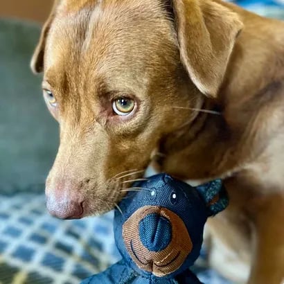 BearTough™ – Unzerstörbarer Spaß für einen glücklichen und gesunden Hund