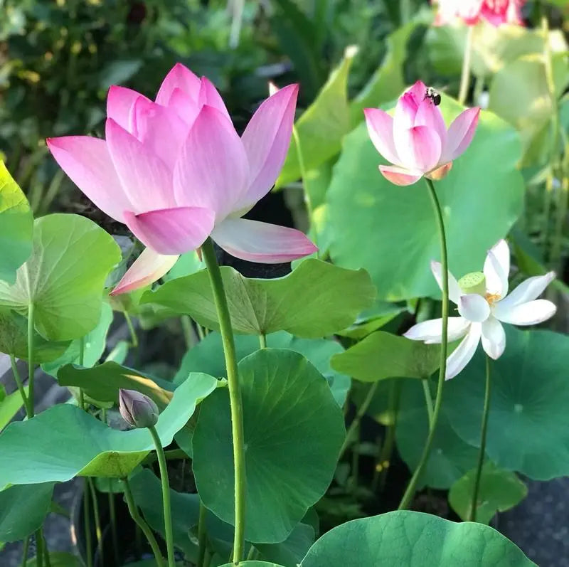 Bunte Bonsai-Lotus-Samen (10 Stk.)