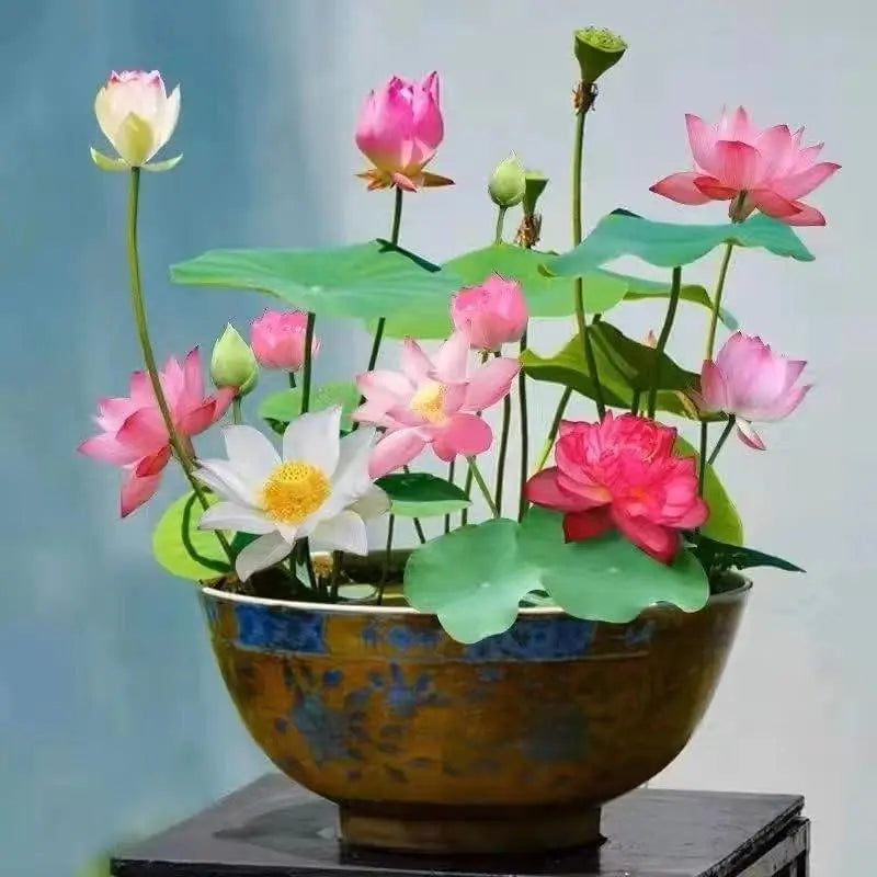 Bunte Bonsai-Lotus-Samen (10 Stk.)
