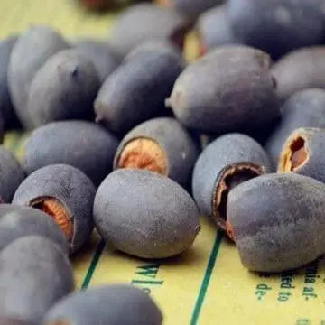 Bunte Bonsai-Lotus-Samen (10 Stk.)