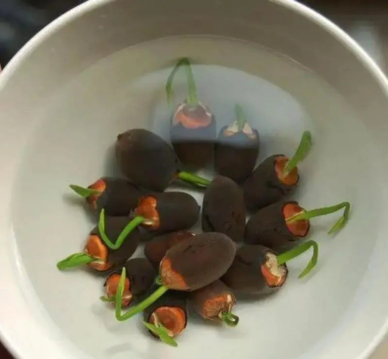 Bunte Bonsai-Lotus-Samen (10 Stk.)