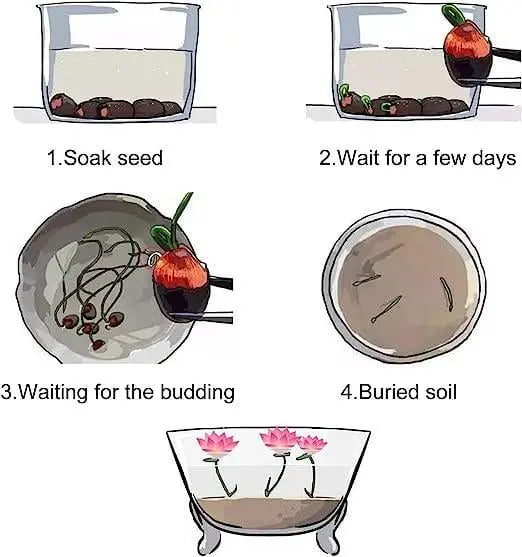 Bunte Bonsai-Lotus-Samen (10 Stk.)