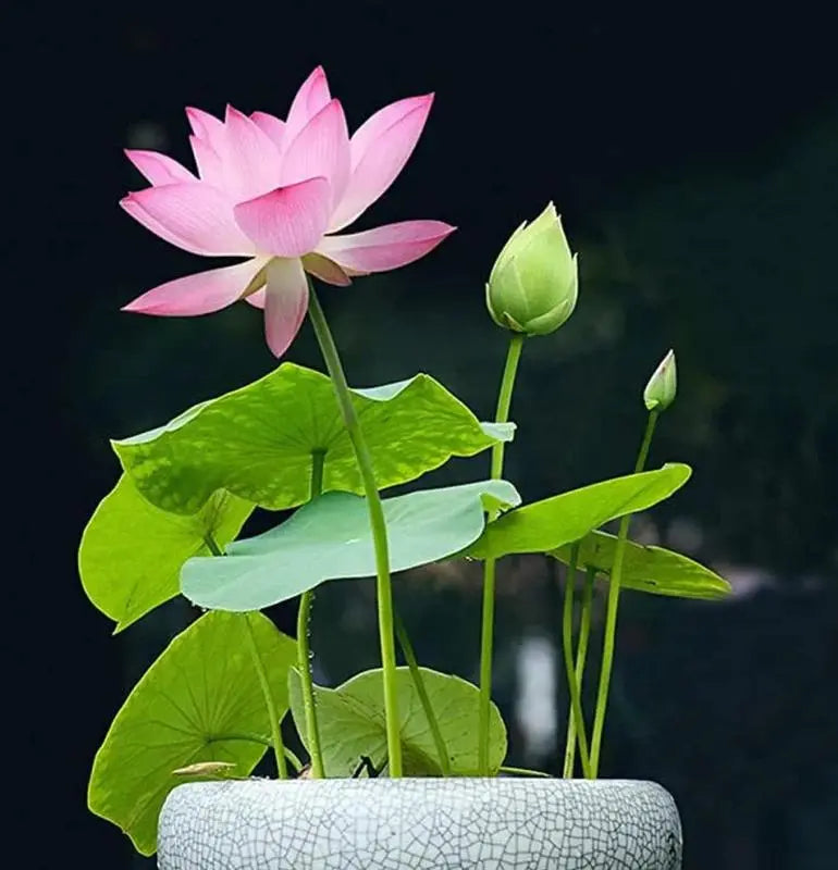 Bunte Bonsai-Lotus-Samen (10 Stk.)