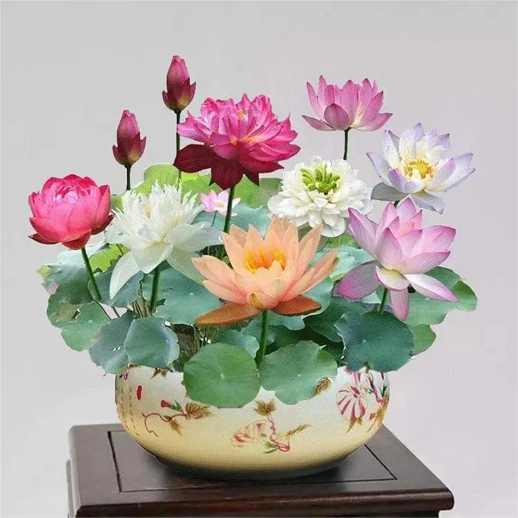 Bunte Bonsai-Lotus-Samen (10 Stk.)