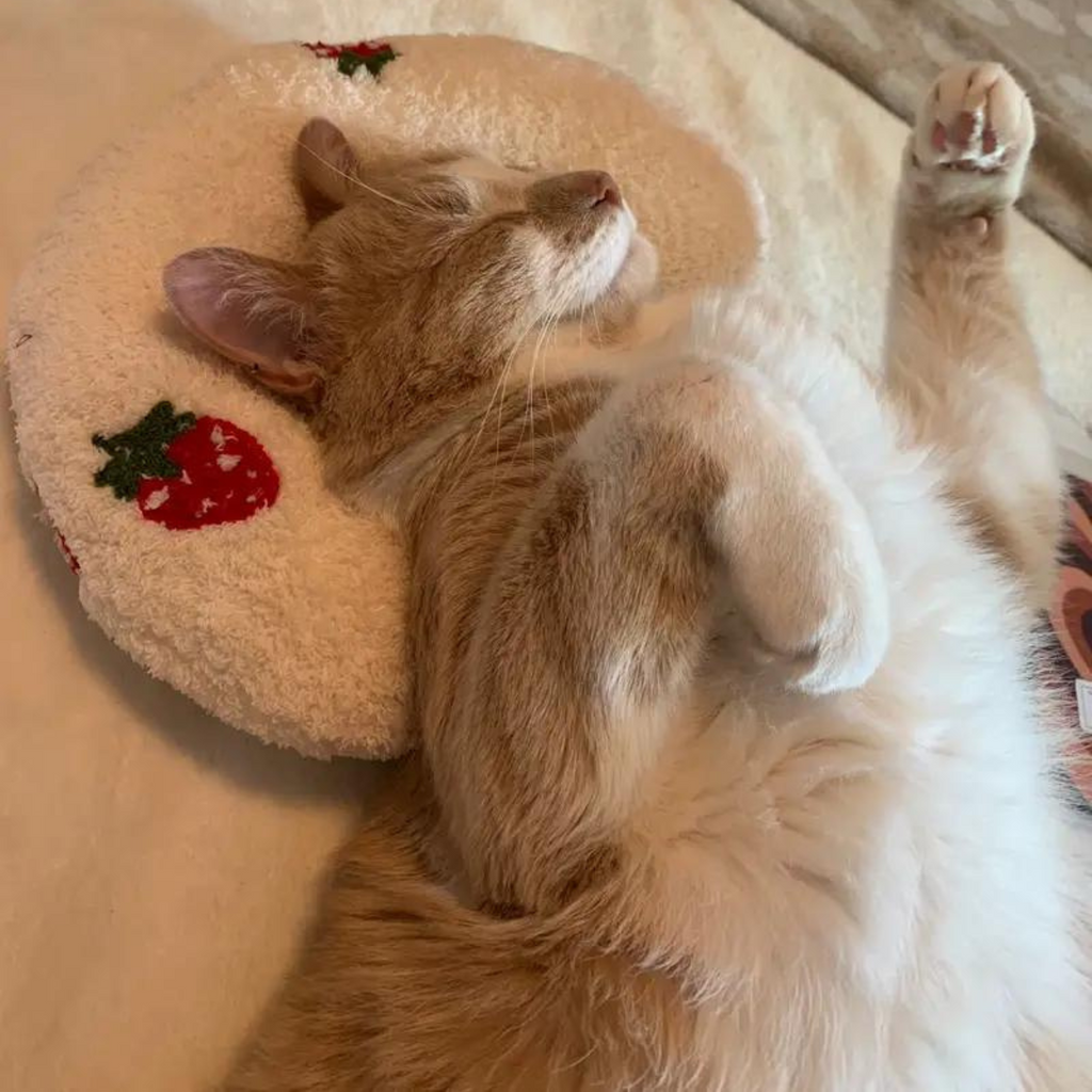 Beruhigendes Haustier-Kissen