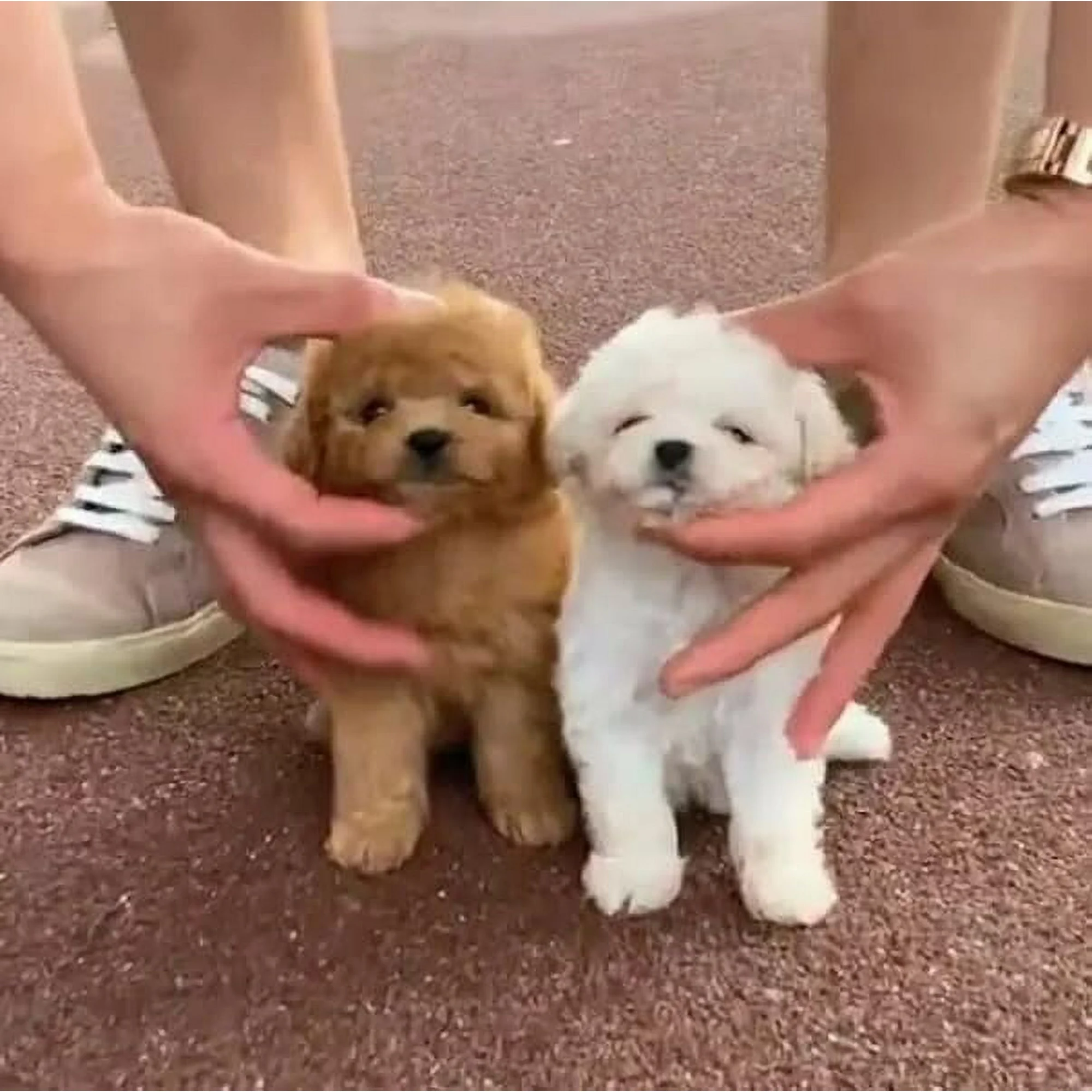 Interaktives Plüsch Welpenspielzeug | Realistischer Roboterhund | Kuscheltier mit Bewegung & Sound | PuppyPal