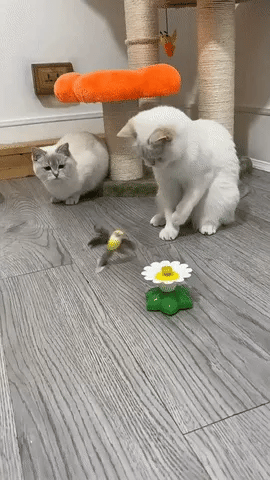 PetJoy® Elektrisches Vogelspielzeug für Katzen – Fördert Spiel, Bewegung und Glück!