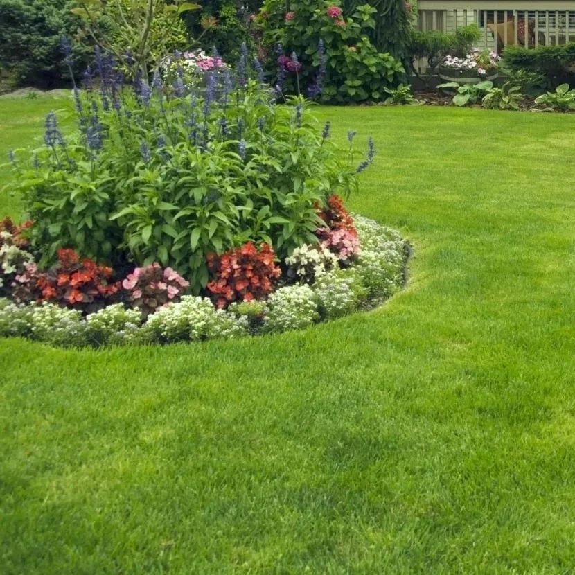 Rasensamen | 5000 Samen | Evergreen Dwarf | Ganzjährig Grün & Pflegeleicht