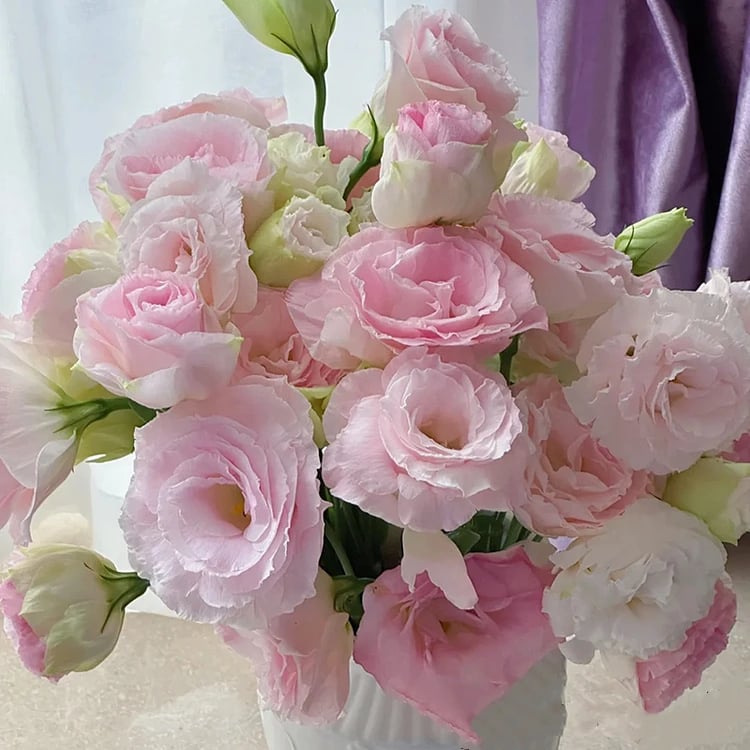 CrimsonDawn™ Rosensamen – Bringen Sie endlose Farben und dornenfreie Schönheit in Ihren Garten