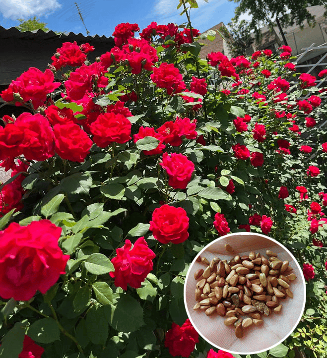 Die Königin der Blumen – Kletterrosensamen