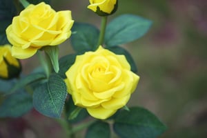 RoseGlow – Romantische Gartenbeleuchtung ganz ohne Strom